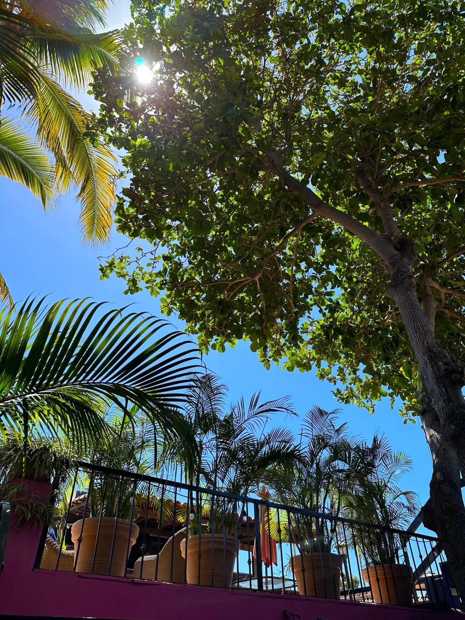 Siesta Suites Boutique Hotel Cabo San Lucas Bagian luar foto